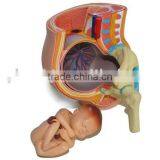 Human Pregnant Uterus(mini Size)