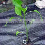 PP Woven Weed Control Mat ,weed Barrier thumbnail-1