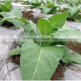 Transparent Agriculture Film With UV thumbnail-1