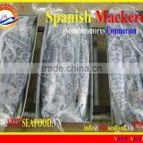 FROZEN SPANISH MACKEREL W/R thumbnail-1
