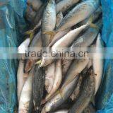 Land Frozen Fresh BQF Size 100-200g Pacific Mackerel ( Scomber Japonicus ) thumbnail-2