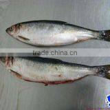 Wild Herring Fillet IQF thumbnail-1