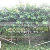 Cassia Surattensis for Landscaping thumbnail-3