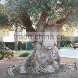 Centenary Olive Tree thumbnail-3