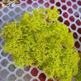High Quality 500G Per Box Artificial Decorative Moss Preserved Moss for Moss Wall Decoration thumbnail-4