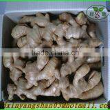 Wholesale Price Apple Fruit From China/Fresh Apples thumbnail-5