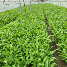 6g Buy Hybrid Asian Green Leaf Vegetable Water Spinach Seeds Ipomoea Aquatica Seeds thumbnail-4