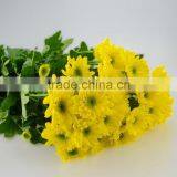 Natural Hot Selling Decorative Flower Chrysanthemum thumbnail-6