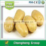 [HOT] chinese fresh potato suppliers/chinese purple sweet potato