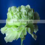 Supply high quality Carnation fresh cut carnation green carnation flowers