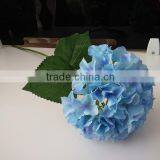 White House Plants Hydrangea for Wedding thumbnail-6