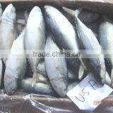 IQF FROZEN Indian MACKEREL