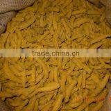 Turmeric Double Polished Finger, Single Polished and Unpolished Variety thumbnail-1