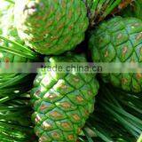 Talya Pine Turpentine Oil ( %100 Naural and Pure ) thumbnail-1