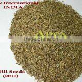 Spice-Dill Seeds / Anthem Graveolens / Dill Seeds / Suwa