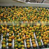 Mandarin Orange Fruit Cheaper Price thumbnail-1