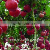ZY-DY Hybrid Tomato Seeds