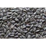 Oil Seeds thumbnail-2