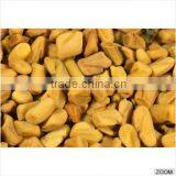 Fenugreek Seeds thumbnail-3