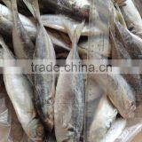 horse mackerel with best price