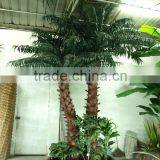 Washington's Coco Tree