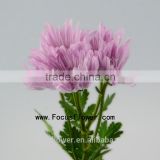 Real Fresh Chrysanthemum Garland With 10 Stems/Bundle Kunlun Chrysanthemum With 0.5kg/Bundle Chrysanthemum Pink Color