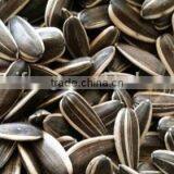 Best Cheap Sunflower Seed 601 thumbnail-3