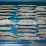 Frozen Bonito Loin
