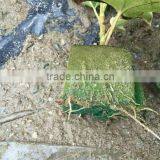 Hot Sale Phenolic Resin Floral Foam Production Line, Wet Floral Foam Machines thumbnail-2