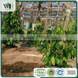 Kampot Bulk Black Pepper 570GL With Good Rate thumbnail-4