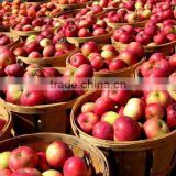 High quality and competitive price China Gala apple