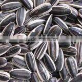 Chinese Fresh Sunflower Seed 5009 Hot Sale thumbnail-3