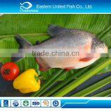 Wild Export Pacu Fish on Sale thumbnail-1