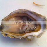 Live Pacific Oyster thumbnail-2
