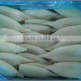 Frozen Squid Tube thumbnail-1