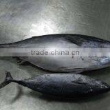 80-100G Bonito for Sale thumbnail-2