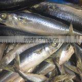 Frozen Mackerle Scomber Scombrus/ Scomber Japonicus Sea Frozen thumbnail-2