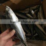 2016 Landing Sea Frozen Mackerel 200-250g thumbnail-2
