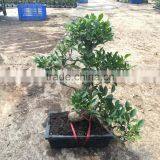 Ficus Microcarpa Bonsai in 15cm,20cm ,25cm ,30cm Pot,ball ,S Shape thumbnail-6