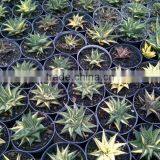 Haworthia Limifolia Variegated thumbnail-3