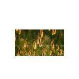 Field Horsetail thumbnail-1