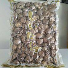 Lentinula Edodes thumbnail-4