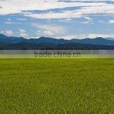 Horikei Trading Company company overview - view 1 thumbnail