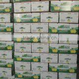 Fresh Shandong Pear thumbnail-3