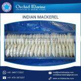 Easy to Digest Individually Frozen Indian Mackerel Fish thumbnail-2
