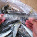 Frozen Horse Mackerel thumbnail-1