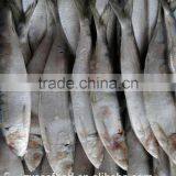 Ready Factory Stock Frozen Sardine thumbnail-1