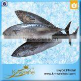 Carton or Woven Bag Packed Fat Content 16%-18% Bonito For Tuna Canning thumbnail-5