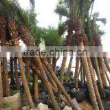 Phoenix Roebelenii thumbnail-3