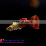 Aquarium Fish Wholesale From Thailand thumbnail-2
